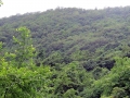 My Jungle