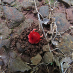 Monsoon Flower