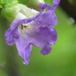 Monsoon Flower